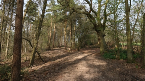 Newbourne Wood by Wendy Carter