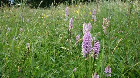 Penorchard Meadows by Wendy Carter