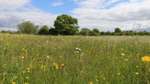 Piddle Brook Meadows by Wendy Carter