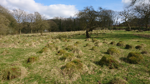 Randan Meadow by Wendy Carter