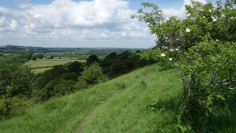 Windmill Hill by Wendy Carter