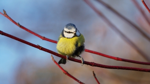 Blue tit by Pete Walkden