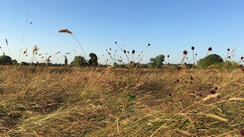 Great burnet at Hardwick Green Meadows by Mandy Butterworth