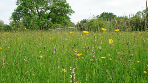 Melrose Farm Meadows