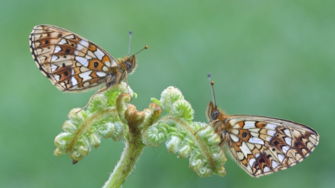 Small pearl-bordered butterflies facing each other on a piece of bracken by David Oliver