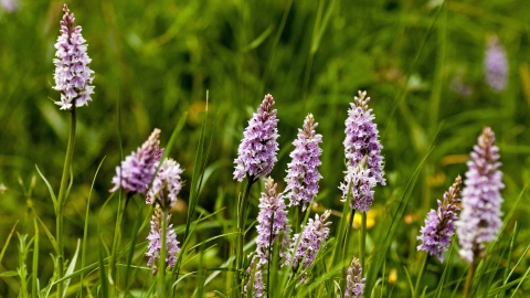 Common spotted orchids by Paul Lane