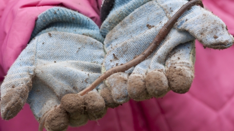 Earthworm in gloved hands by Tom Marshall