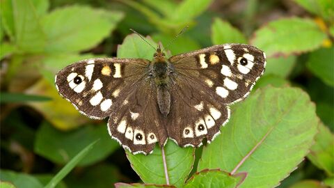 Speckled wood butterfly perched on leaf by Gary Palmer