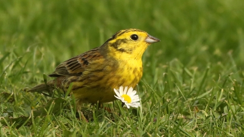 Yellowhammer by Bas Yates