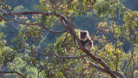 Koala in a tree by Alison Uren