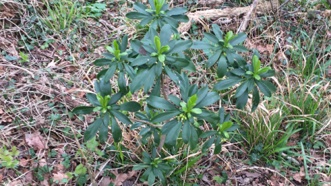 spurge laurel