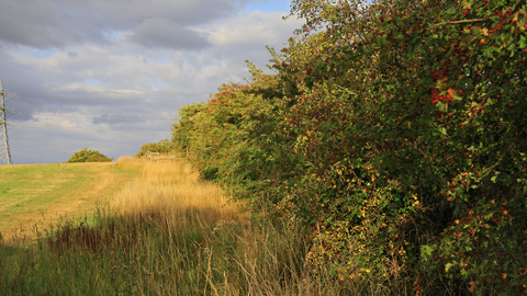 Hedgerow and field margin by Wendy Carter