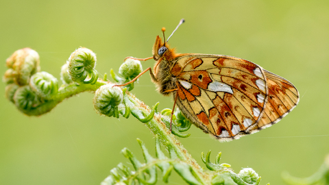 Pearl-bordered fritillary butterfly on bracken by Richard Clifford