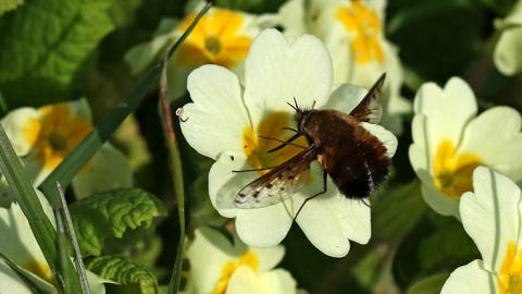 Dotted bee-fly feeding from a yellow primrose flower by Wendy Carter