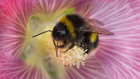Bumblebee in flower