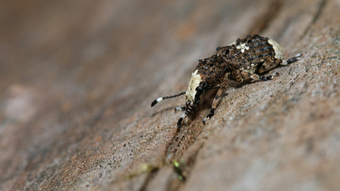 Platystomos albinus beetle (velvety-brown and cream with a cream face and dark antennae with white marking near top) by Wendy Carter