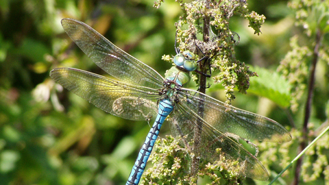 Emperor dragonfly (mainly blue body with black line along middle of abdomen) hanging on nettle stem by Mike Averill