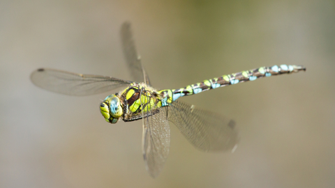 Southern hawker dragonfly in flight by Jonathan Cartwright