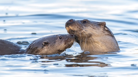 Mother and cub otter in water by Matthew Lissimore