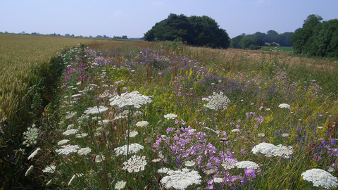 Crop on left-side with wide flower-rich margin on right-side by Duncan Westbury