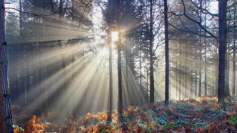 Sun bursting through trees with orange/gold bracken on the woodland floor by Justin Heath