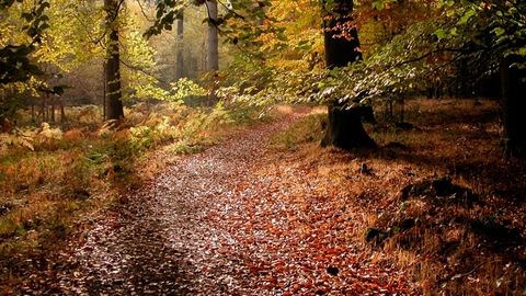 Wyre Forest woodland in autumn colour with sun shining through the trees by Rosemary Winnall