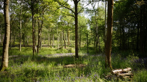 Bluebells and log piles amongst trees in Trench Wood by Wendy Carter