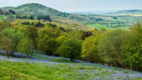The Malvern Hills in spring - British Camp in the distance and bluebells in the foreground by Paul Lane