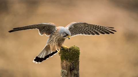 Kestrel landing on a post by Greg Coyne