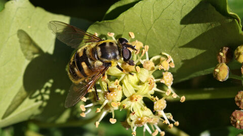 Black and yellow hoverfly with a 'Batman' symbol on the thorax sitting on ivy flower by Wendy Carter