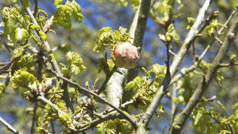 A look up an oak tree with an oak apple gall