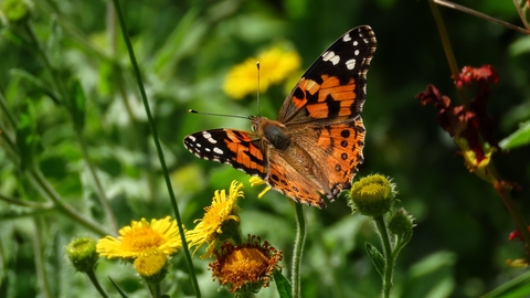 A painted lady butterfly perched on a dandelion