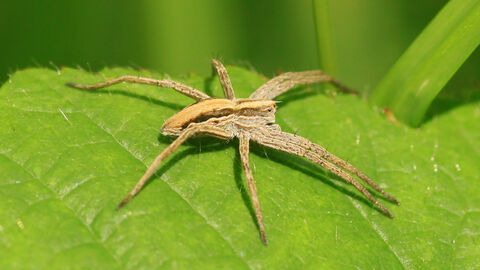 A nursery web spider perched on a green leaf
