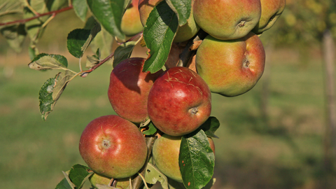 Bunch of reddish apples hanging in a tree by Wendy Carter
