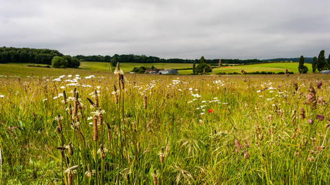 Foreground of plants with the rural landscape stretching off in the background by Paul Lane