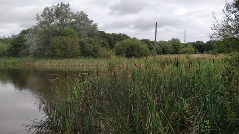 A photo of a lake with green reeds in the foreground and a marsh stretching into the distance, lined with trees. The sky is lightly overcast.