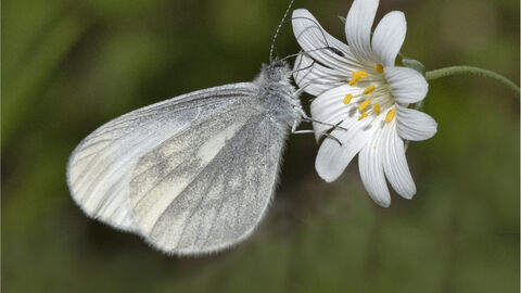 Wood white butterfly with wings closed (grey dusting to underneath of wings) on a greater stitchwort (white, open flower)