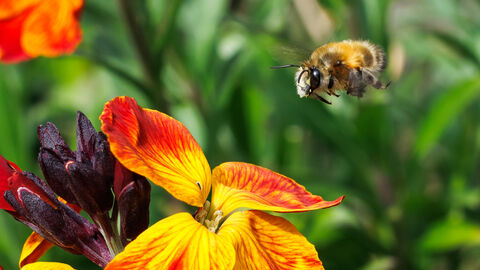 A gingery furry hairy-footed flower bee in flight approaching a bright orange/yellow wallflower