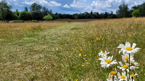 Burlish Meadows with ox-eye daisies in the bottom right