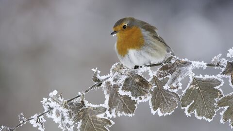Robin perched on a frosty branch