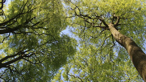 Looking up at green trees