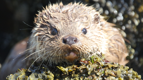 A close up of an otter's face. The otter stares pensively into the camera as it rests its chin on a seaweed covered rock.