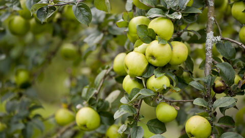 green apples bunched together on a tree