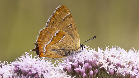 Brown hairstreak butterfly sitting on top of pink flowers of hemp agrimony on a sunny day