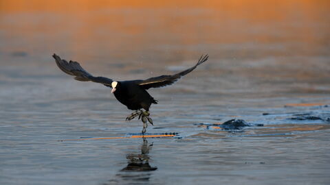 A coot is running towards the camera across ice, with the ice breaking as it goes. The late afternoon sunshine is catching the reeds in the distance, casting an orange glow along the top of the photo
