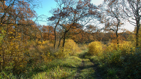 A grassy path leads under some small trees with blue sky above