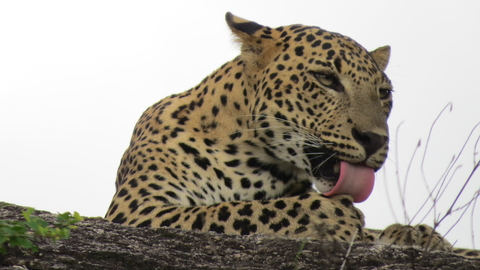 A leopard licking its paw.