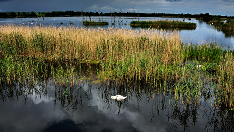 A mute swan swimming among the reeds on a dark cloudy day at Avalon Marshes
