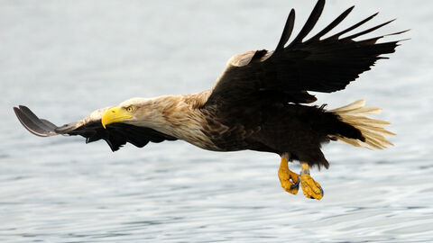 A white-tailed eagle in flight over sea