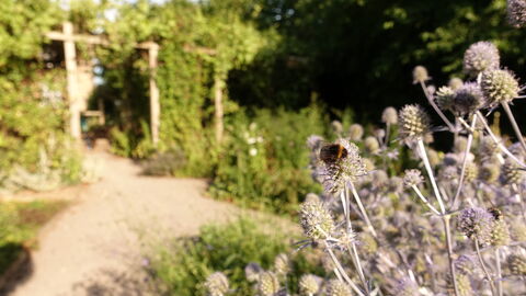 A bumblebee on a purple flower with a path and a pergola in the background